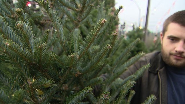 {p}An image of someone shopping for a Christmas tree at a lot in the Seattle area. (KOMO News){/p}