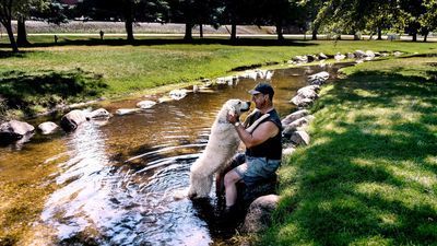 Image for story: Here's how to keep your pets safe during a heat wave
