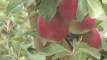 Image for story: Washington state's apple harvest sees 29% increase due to perfect spring conditions