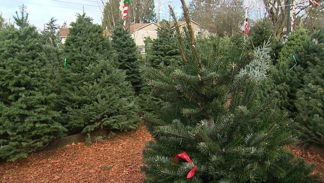 {p}An image of a Christmas tree lot in the Seattle area. (KOMO News){/p}
