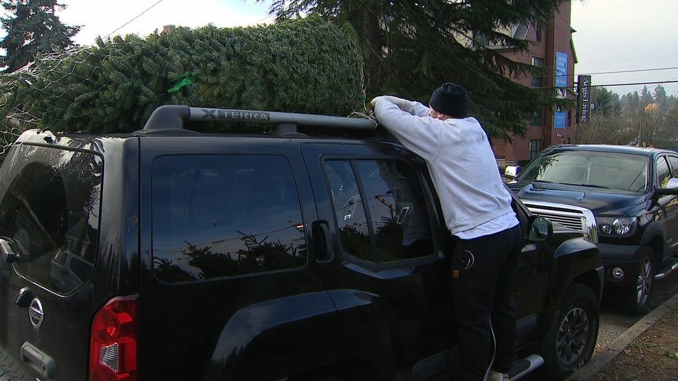 {p}An image of someone shopping for a Christmas tree at a lot in the Seattle area. (KOMO News){/p}