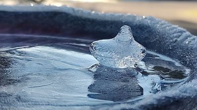Image for story: Ice spikes: Frozen 'feathered friends' perch atop an icy Bothell bird bath